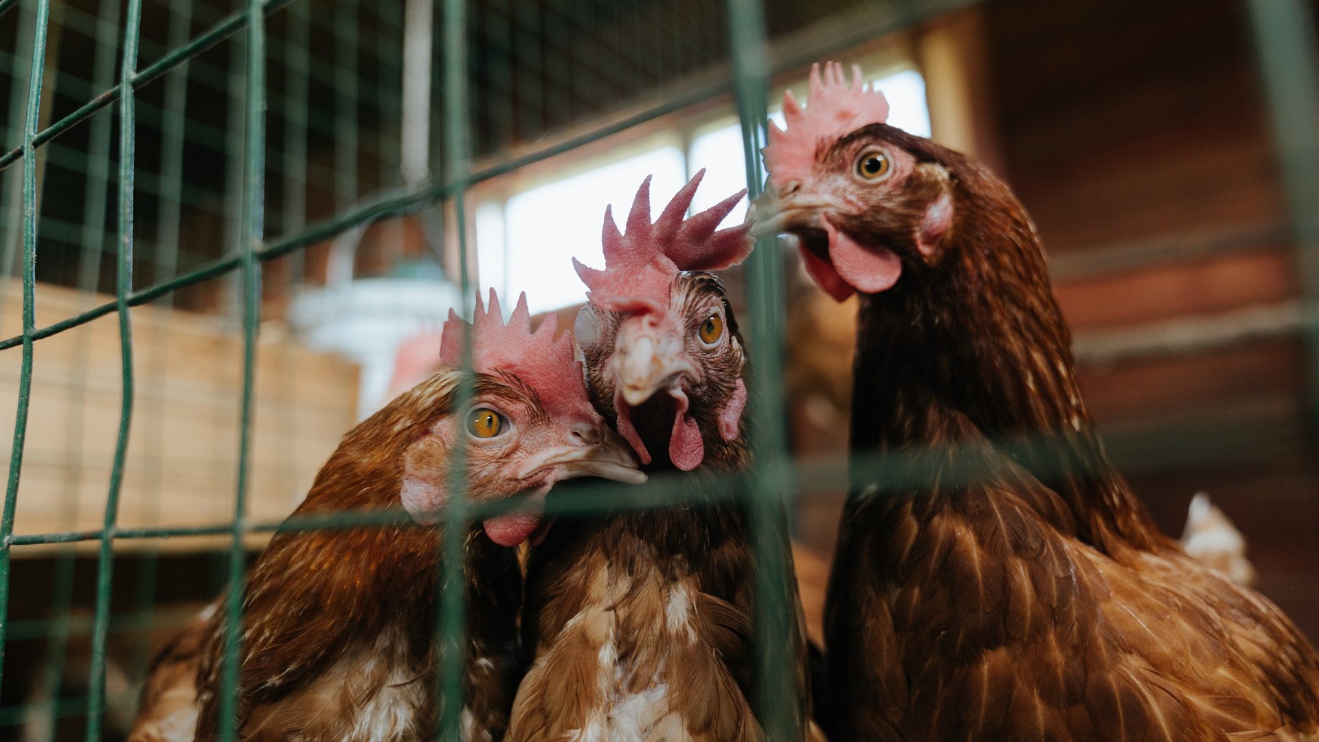 BSPORT APP-“西甲足球盛宴：明星展现超凡实力”，西甲足球明星有哪些