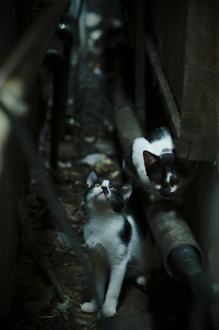 b体育APP-“西甲门将神扑救险，场面惊险刺激”，足球门将神扑