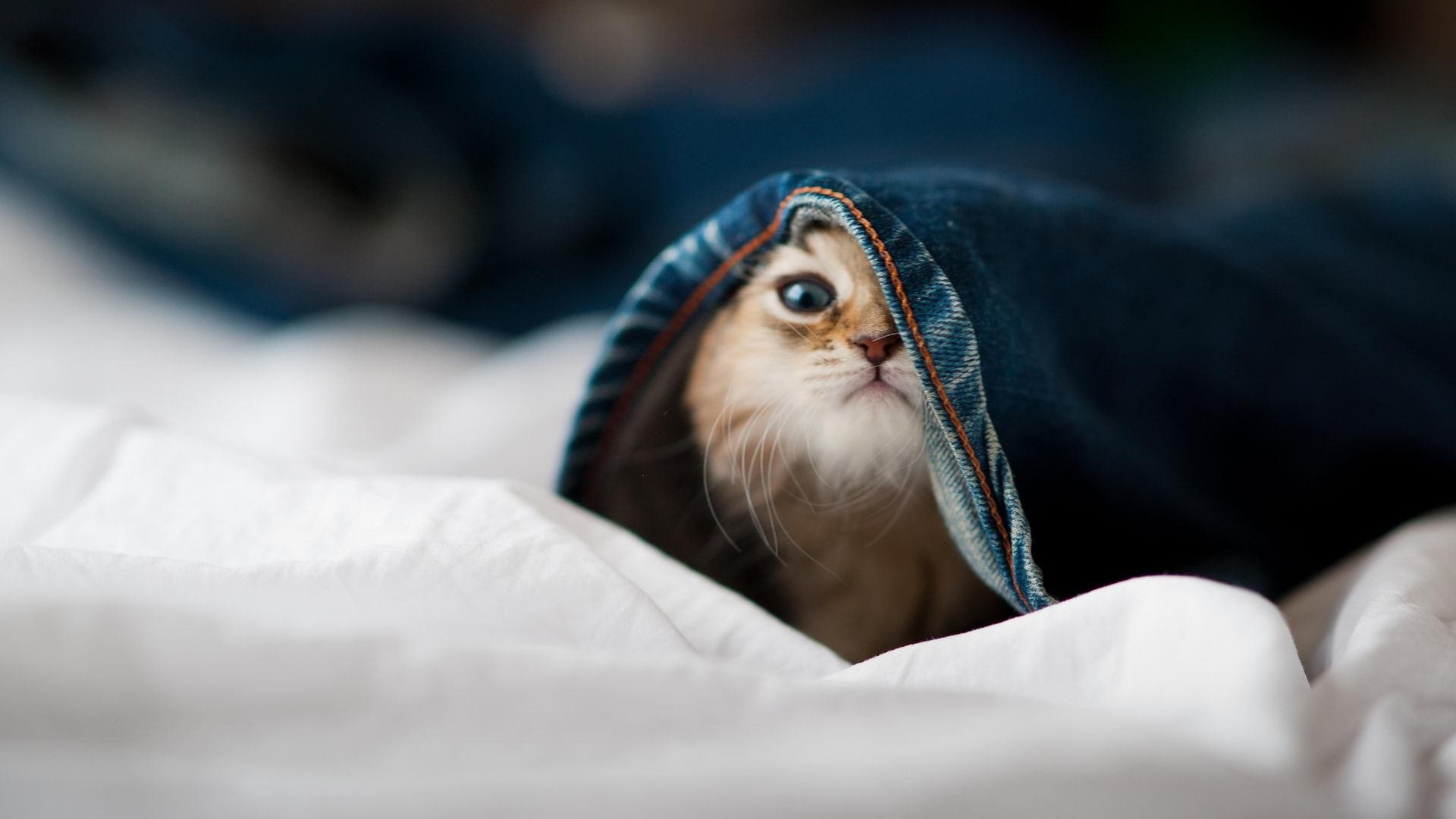 “西甲领头羊一战成名，夺冠希望愈加坚实”，西甲目前领头羊是谁