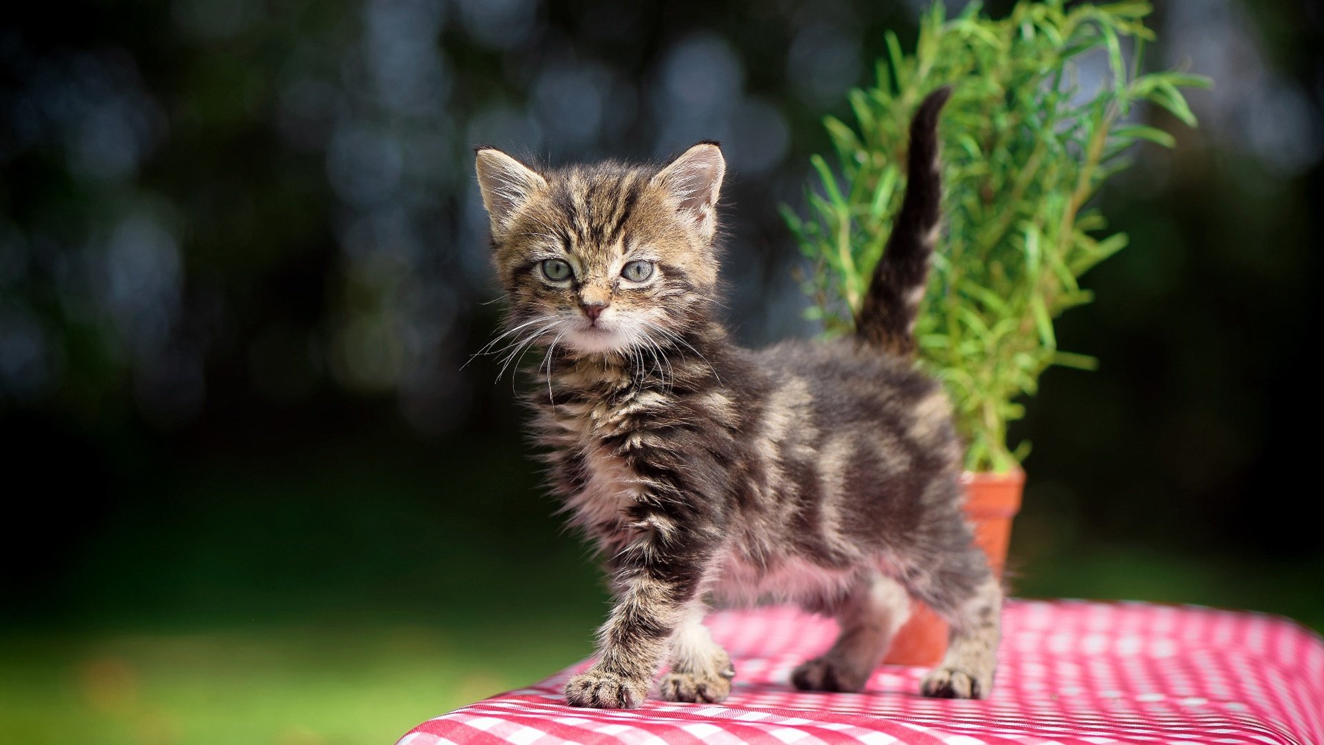 b体育娱乐-三分战火：北京队三分命中率突破42%，火力全开！，三分大赛命中率最高的