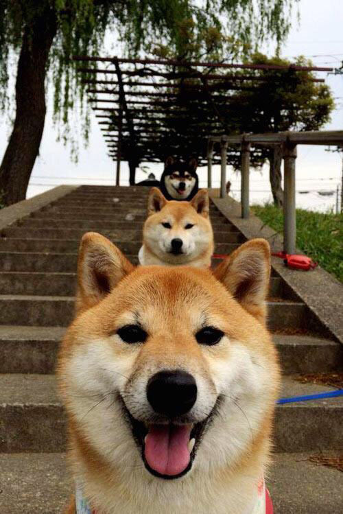 b体育电竞-冠军之路：那些年赢得WRC冠军车手的成长历程，wrc冠军最多过得车队