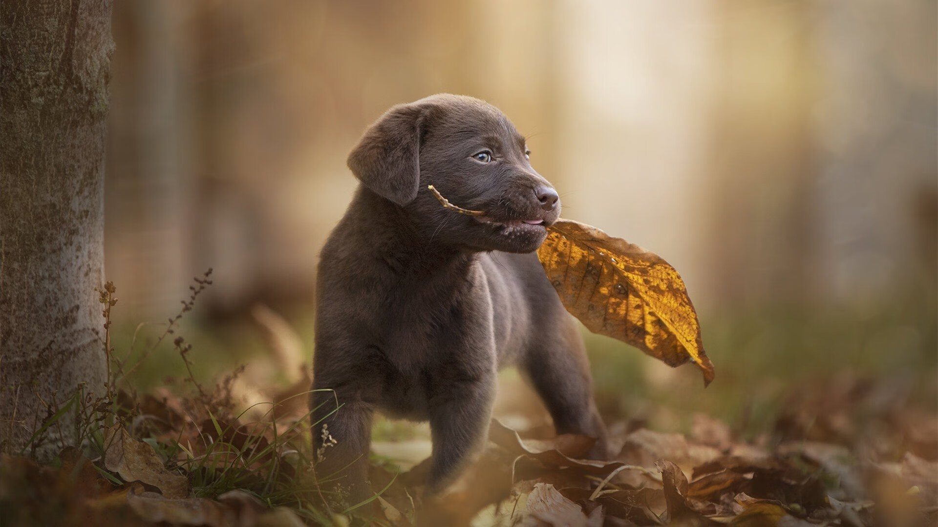 b体育app-意甲豪门对决，战术变化尽显球队智慧，意甲豪门排名