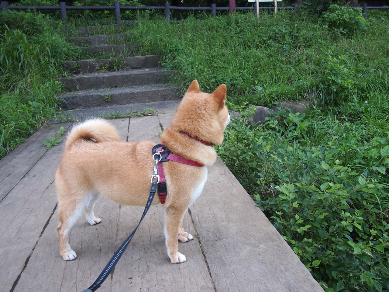 球场文化：不同地区的篮球特色，球场文化是什么