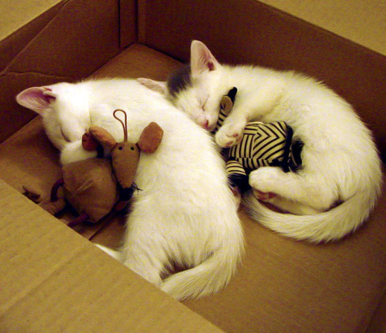 b体育APP-青少年足球“赛+训”融合工作在全国范围内展开，形成良性发展生态