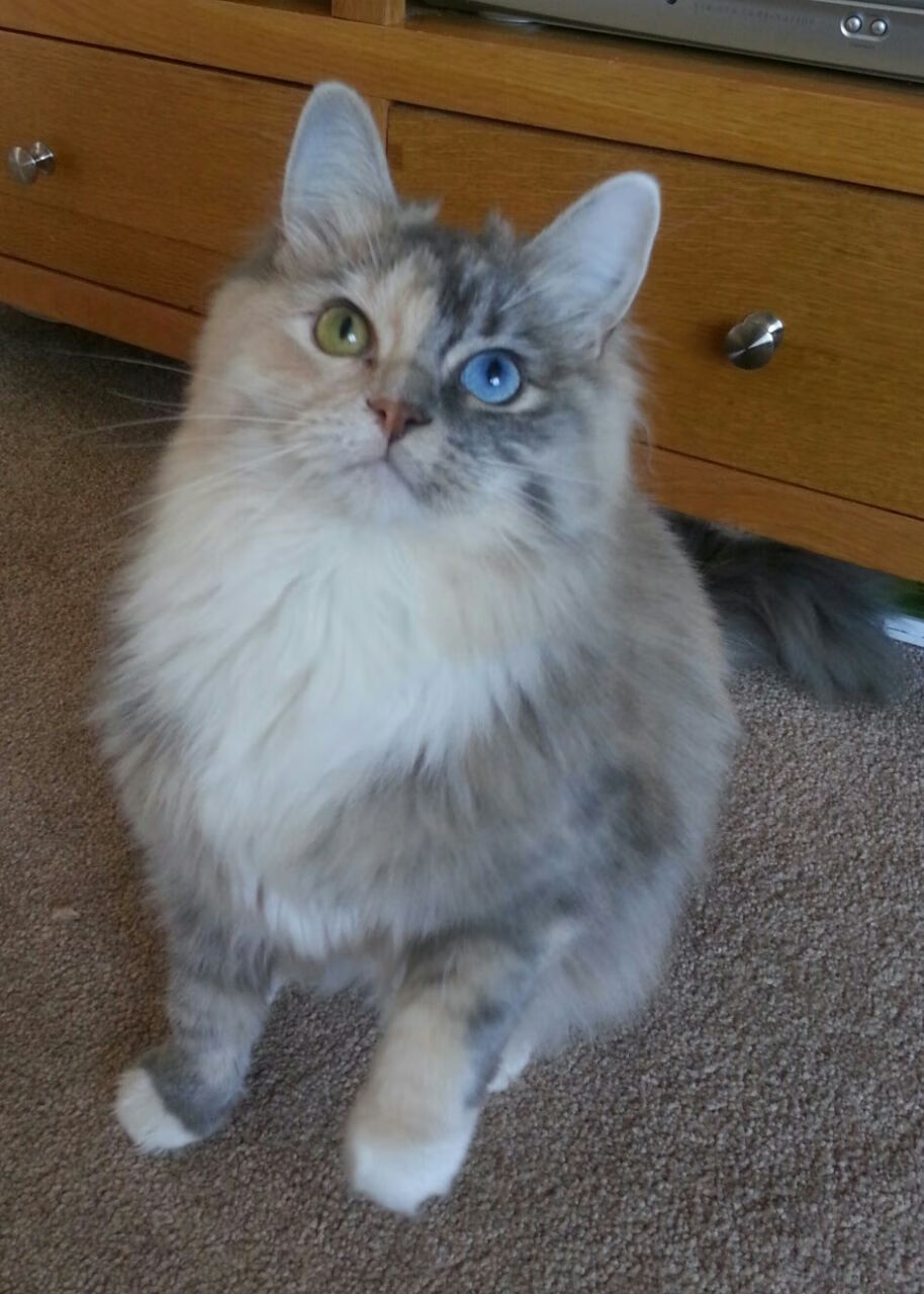 NBA三分大赛落幕,哈利伯顿绝杀封王,nba三分大赛满分记录