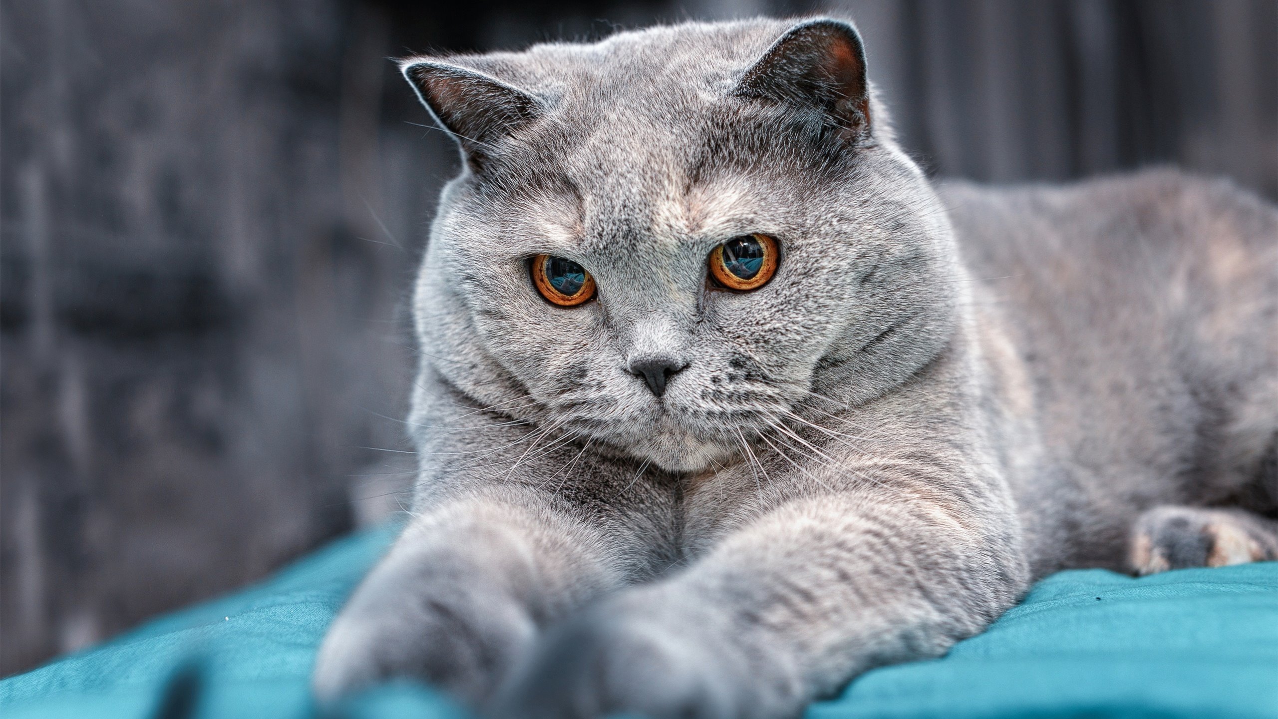 b体育官方网站-伊朗男队在国际象棋团体赛中表现出色，伊朗 国际象棋