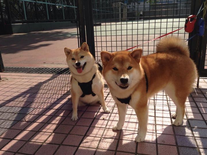 b体育娱乐-伊朗队后卫佩雷斯在巴黎奥运会上表现出色，伊朗第一后卫