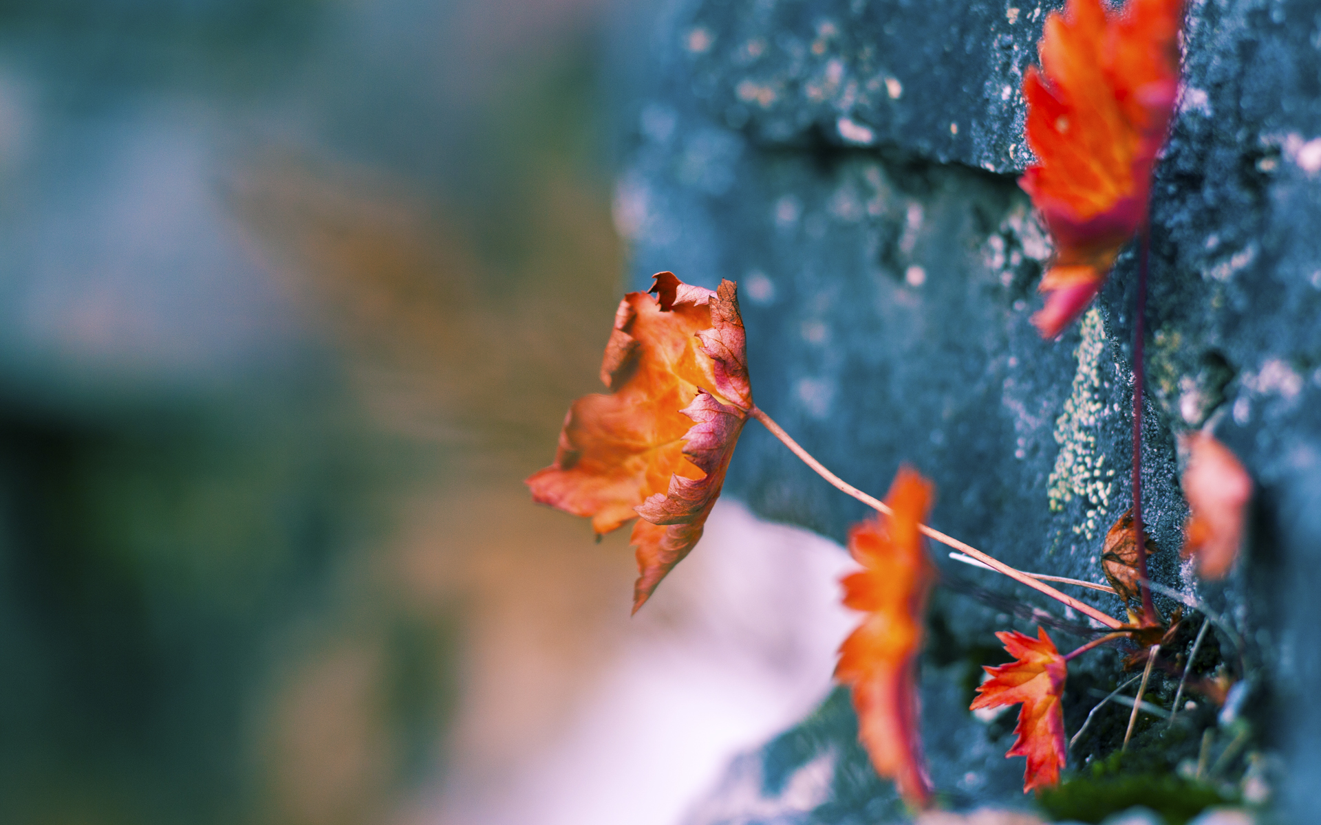 奥格斯堡主场全力以赴,欲与希尔莱姆展开激烈对抗,奥格斯堡足球俱乐部