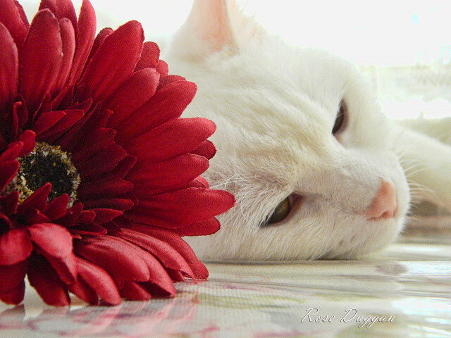 b体育平台-巴塞罗那豪取连胜，球队实力蒸蒸日上，巴塞罗那最经典的比赛