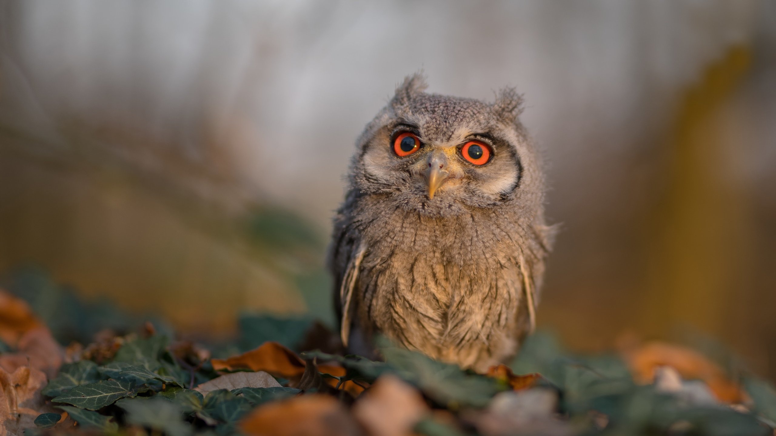 SPORTS-APP下载-德国女足主场比赛门票售罄，德国女足世界杯