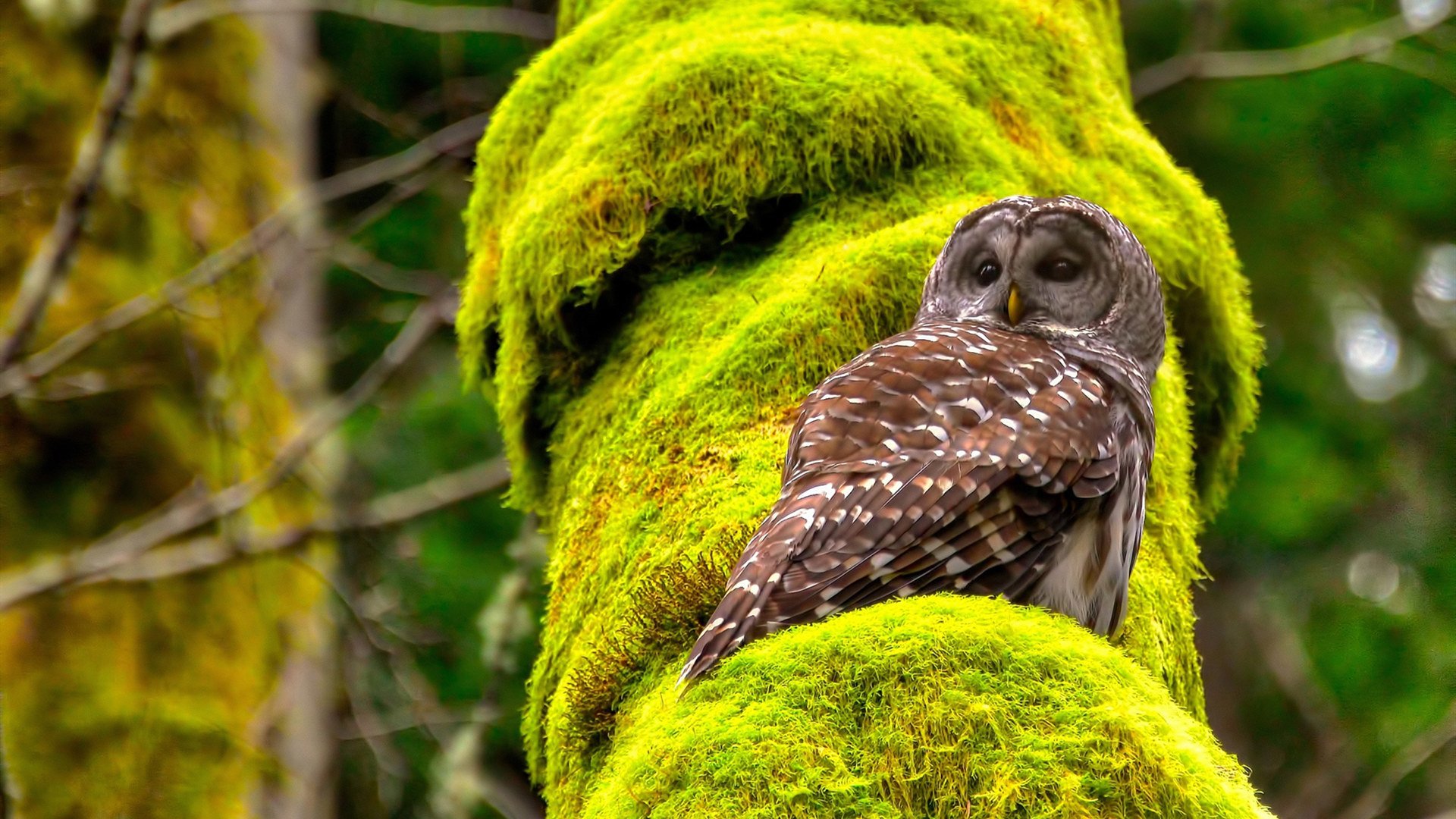 挪威队表现抢眼，实力暴露无遗，挪威的球员