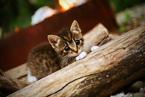 b体育app-捷克中场助攻连连，球队轻松获胜，捷克队中锋