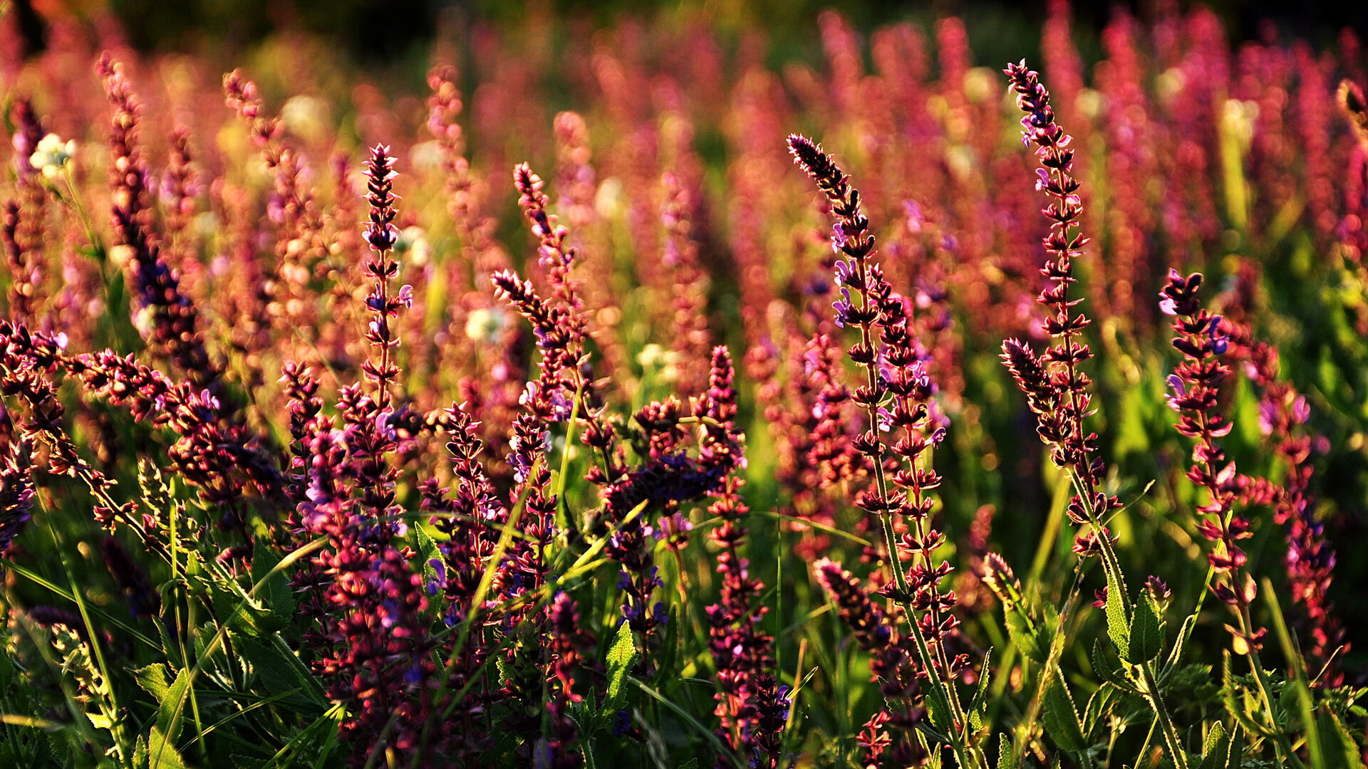 B体育亚洲官方网站-洛杉矶FC与阿尔萨德达成球员交换协议，洛杉矶fc对堪萨斯竞技