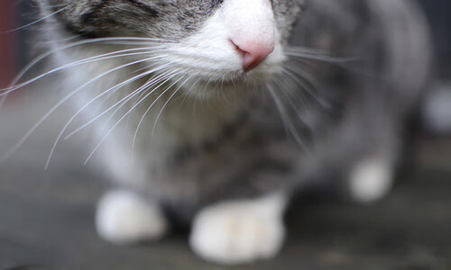 SPORTS-APP下载-电竞赛事与传统体育跨界合作，电竞比赛和传统体育比赛区别