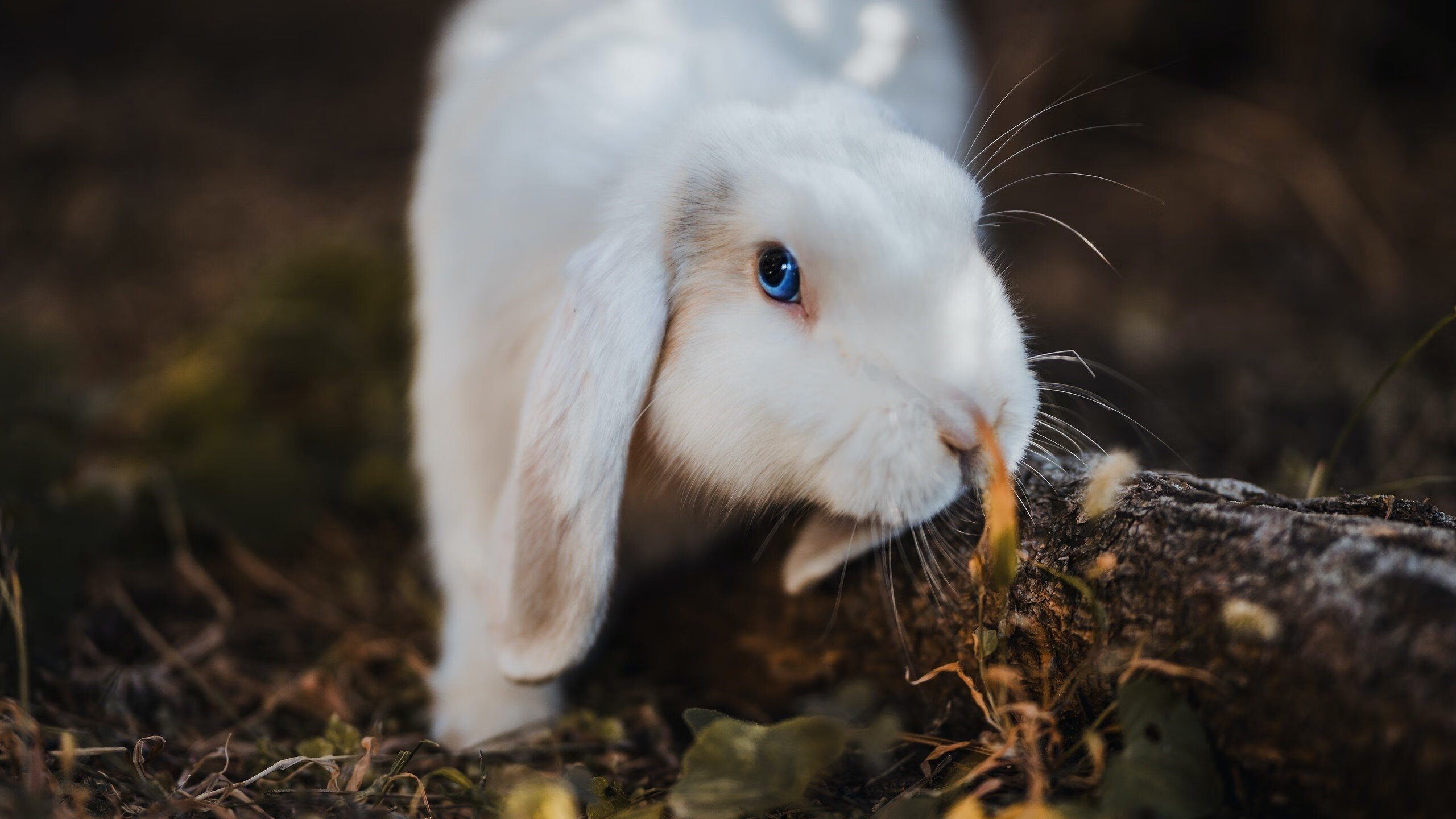 纽伦堡球员拼尽全力,最终夺得胜利,纽伦堡足球俱乐部百科