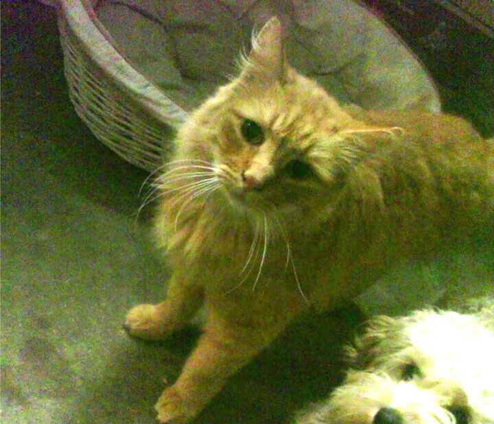 b体育直播-英雄联盟S15全球总决赛将首次采用全球积分排名制，英雄联盟全球总决赛小组赛积分