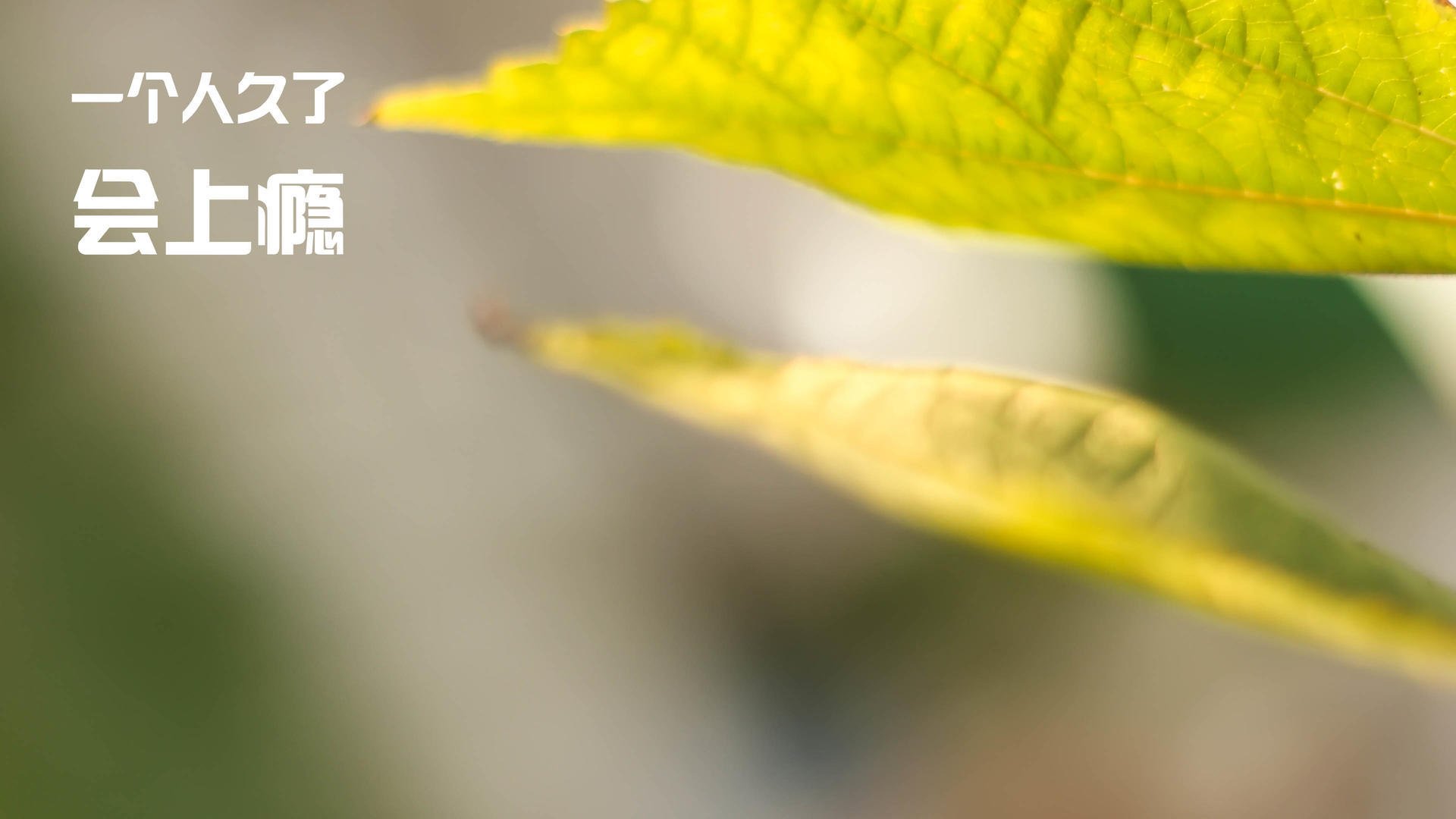 bsport-阿森纳后防梦魇持续，英超保级形势堪忧，2021英超阿森纳