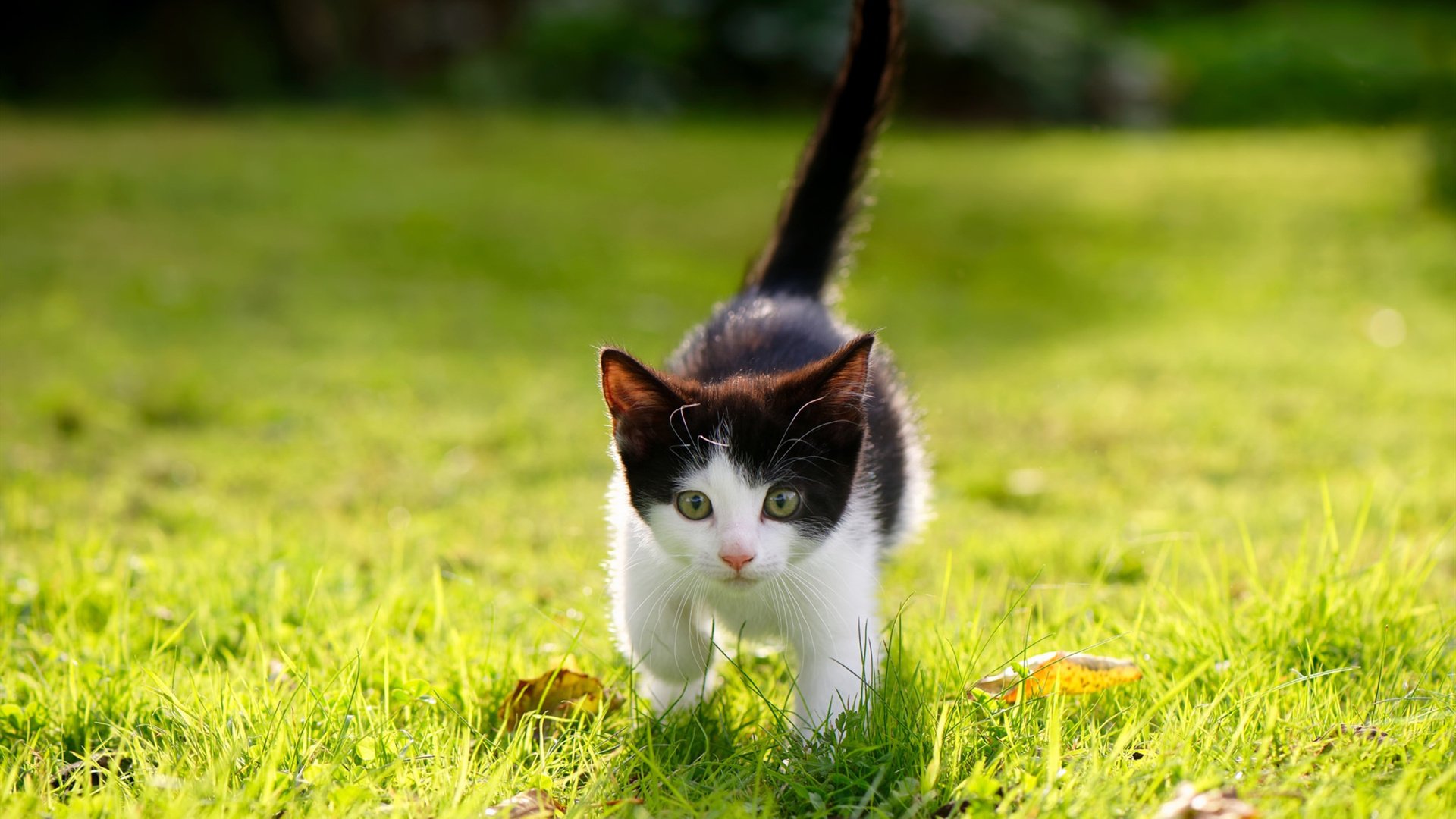 BSPORT 官网-“简阳文体中心羽毛球赛：明星选手争夺冠军，速度与技巧完美结合”