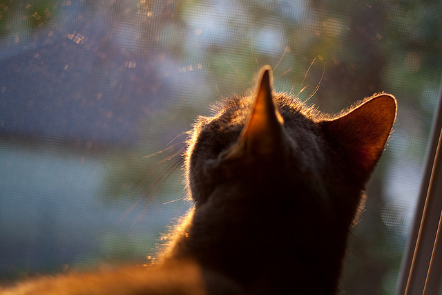 美国队赛制分析：如何在团体赛制中应对不同的战术挑战，美国队小组赛对手