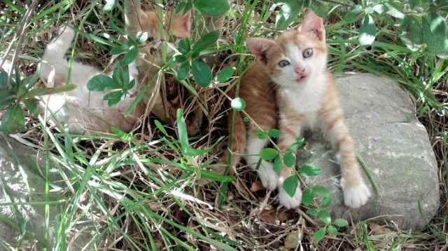b体育平台-莱德基：从东京到多哈 始终如一，莱德基参加什么项目