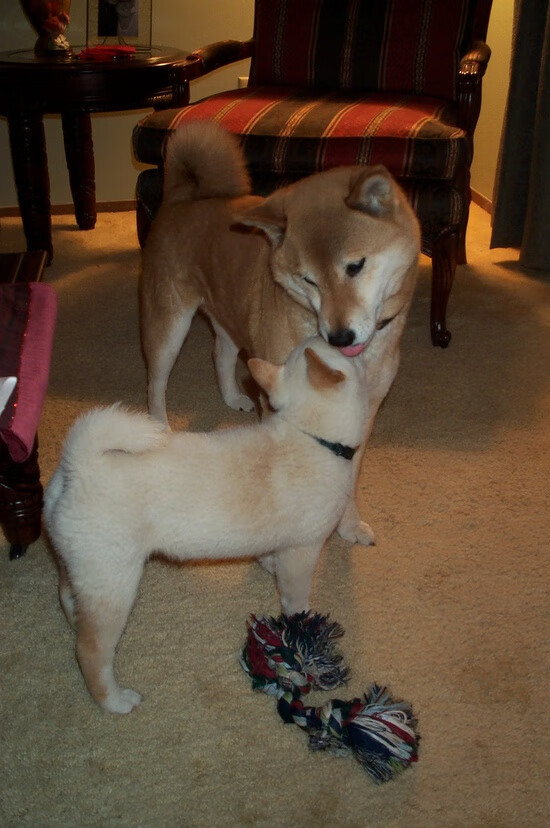 b体育平台-冬季两项运动员集训成果，冬季两项运动员集训成果怎么写