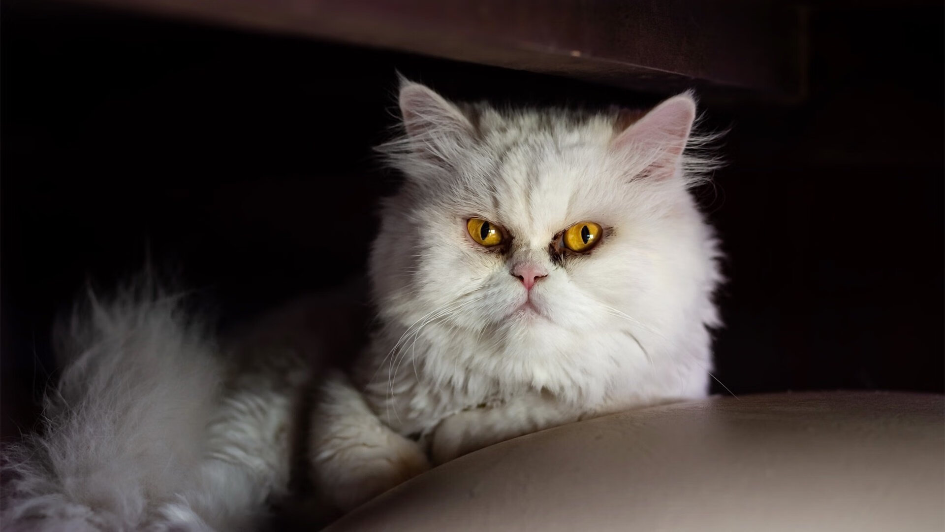 巴西队在南美预赛中状态火热，晋级稳当