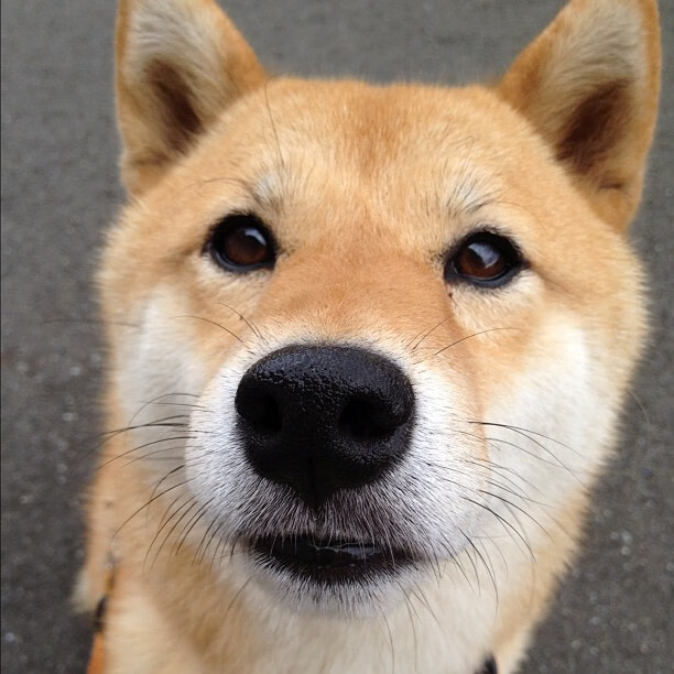 帕特森的传球与突破能力，让袋鼠队在比赛中保持灵活性，帕特森生涯合同