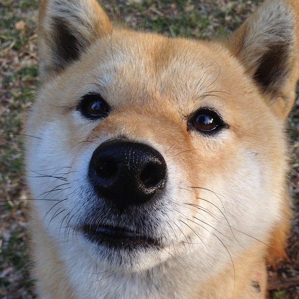 法甲未来巨星：新秀崛起，未来可期！，法甲潜力球员