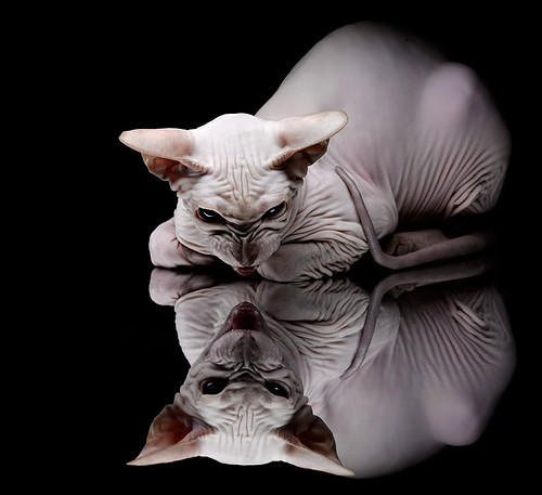 Bsports在线平台-蛙泳比赛韩国表现坚韧有力，韩国蛙泳欣赏视频